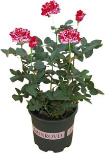 Rose Plants Live Ready to Plant Outdoors Seedlings,Dark Red Stripes Rose Bush...
