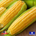 Corn Fresh Seeds (op) Sweet - Golden Bantam - Non-GMO Heirloom Vegetable Garden