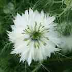 Love In A Mist- White-Miss Jekyll- 100 Seeds - - BOGO 50% off SALE