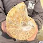 8.14LB Natural colorful large conch fossil specimen healing3700g