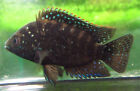 3 Jack Dempsey Cichlids Live Freshwater Aquarium Fish