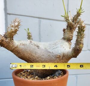 New ListingPachypodium densiflorum. Sold as is. Old plant