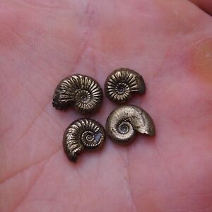 4pcs 11-13mm Pleuroceras Pyrite AMMONITE Germany Fossils lot Mollusk Golden 14