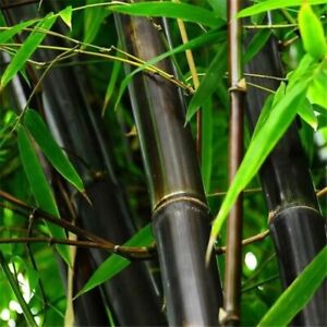 50 Black bamboo seeds - Phyllostachys nigra.    USA seller.