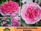 30+ Seeds|Pink Jasmina Climbing Flower Perennial Rose Seeds  #1057