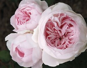 Earth Angel rose seeds 10count~fragrant~floribunda~germination included