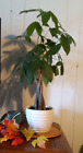 Pachira Aquatica Money Tree plants with braided trunks in 8 inch Azelea pot.