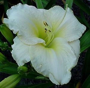 WHITE PERFECTION      Daylilies 3 fans Return and multiply yearly World's Finest