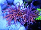Live Coral  DREEF 24K BLUE TIP GOLD TORCH CORAL EUPHYLLIA WYSIWYG