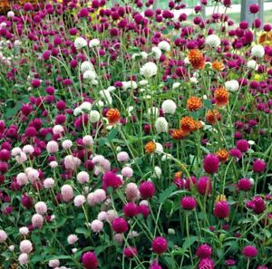 Globe Amaranth Mixed Color Flower Seeds