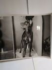 Vintage Photo Of 2 Doberman Dogs Possibly For Adoption 8x10 blk/Wht MPH 818