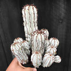 High 6-8cm Succulent cactus plant Euphorbia horrida Garden beautiful Plants