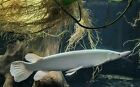Platinum Alligator Gar 24” - High Grade -Live Tropical Freshwater Aquarium Fish