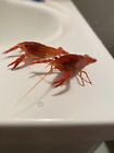 Live Neon Red Freshwater Crayfish (Procambarus Clarkii)