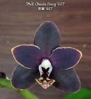 Phal. Chiada Stacy '607',  Blooming Size, FREE Shipping