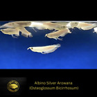 Albino Silver Arowana - High Quality  Healthy Live Fish 5