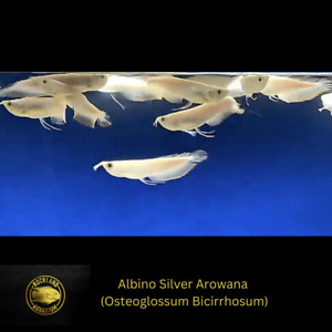 Albino Silver Arowana - High Quality  Healthy Live Fish 5.5