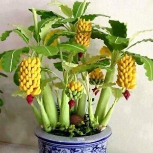 25 Bonsai Banana Seeds Organic Mini Delicious Fruit Dwarf Planter Tree..