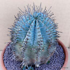D322 EUPHORBIA HORRIDA SNOWFLAKE pot 20 cm H 15 cm W 13,5 cm MaMa Cactus