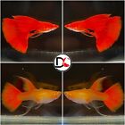 1 Trio (1M-2F) - Live Guppy Fish High Quality -Albino Full Red Ribbon USA Stock