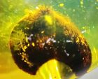 Fossil amber Insect Burmese burmite Cretaceous unknown inclusion   Myanmar