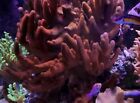 Red Leather Coral Live