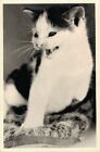 New ListingMeowing Cat RPPC Kitten Vintage Postcard 07.10