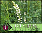 5,400+ White Sweet Blossom Clover Seeds | Flower Gardening Pollinator Plant Seed