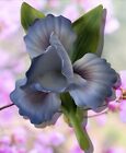 Porcelain Delicate Gladiolus Flower Andrea By Sadek Blue and Pink Accents Easter