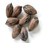 Northern Sweet Pecan Tree Seeds/Nuts (Carya illinoinensis) Hardy-Zone 5 Edible