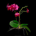 Phalaenopsis Phal Sogo Relex '1661'  Red Waxy Novelty In 3.5