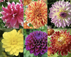 (10) DAHLIA SEEDS rare exotic flower blossom garden plant USA SELLER W/TRACK