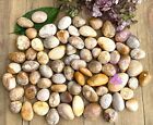 Wholesale Lot 2 Lbs Natural Fossil Coral  Tumble Healing Energy