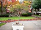 New ListingRhode Island Red Japanese Maple Bonsai Tree