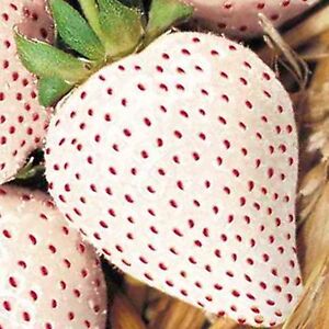 150 WHITE WONDER STRAWBERRY SEEDS SPRING PERENNIAL HEIRLOOM NON-GMO FRUIT USA