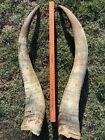 New ListingWestern Decor 🔥 Steer Watusi Cattle Bull Cow Long Horn Taxidermy Pair Medieval