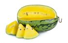 25+ Tendersweet Yellow Watermelon Seeds, GMO Free