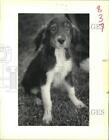 1989 Press Photo Dogs - Canine Campus 6-month-old puppy offered for adoption