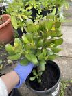 LARGE 1+ FOOT Rooted Jade / Money Plant Live Bonsai Tree Start Not Trimmed