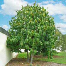 SET OF 2 PAW PAW 'Asimina triloba' TREE LIVE PLANT 12 TO 16 INCHES