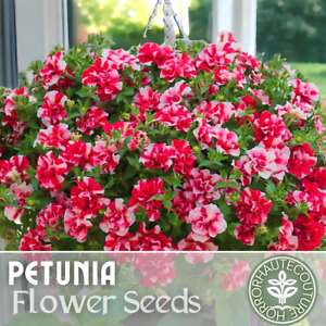 1000+ Red Stripe Bouquet Petunia Seeds US SELLER Perennial Flowers Seed Annual
