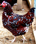 6+ NPIP/AI Clean Speckled Sussex Chicken Hatching Eggs SHOW QUALITY GRADE A++