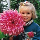 Giant Dahlia Dinner Plate Flower Seeds, Exotic Mix 100+ Seeds - Made in USA