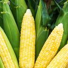 Bodacious Sweet Corn Seeds, F1 SE Hybrid, Variety Packet Sizes, FREE SHIPPING