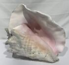 Large King Queen Helmet Striped Conch Shell Seashell 8