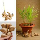 5 Fresh Ginger Roots Sprouted Live Rhizome Ready To Plant Zingiber Healthy Roots