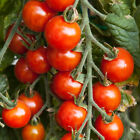 Small Red Cherry Tomato Seeds, NON-GMO, Variety Sizes, Garden Salad, FREE SHIP