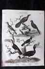 Rees C1810 Bird Print. Toucan, Horbill, Beef Eater, Ani, Wattle Bird