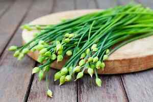 150 GARLIC CHIVE / CHIVES HERB SEEDS ~ heirloomseedguy ~ 2024 ~ NON-GMO
