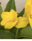 3 count Yellow Canna Lily Bulbs